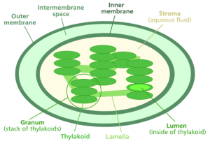 AP Biology slyacademy.com