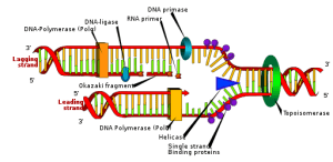 AP Biology slyacademy.com