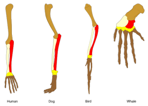 AP Biology slyacademy.com