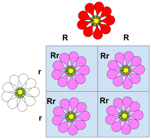 AP Biology slyacademy.com