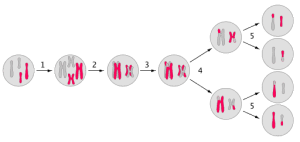 AP Biology slyacademy.com