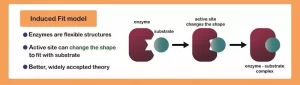 AP Biology slyacademy.com