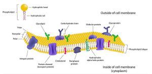 AP Biology slyacademy.com