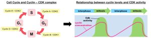 AP Biology slyacademy.com