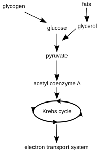 AP Biology slyacademy.com