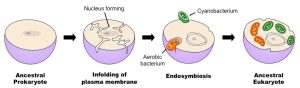 AP Biology slyacademy.com