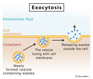 AP Biology slyacademy.com