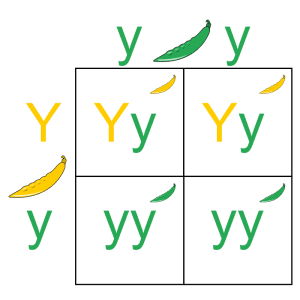 AP Biology slyacademy.com