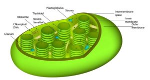 AP Biology slyacademy.com