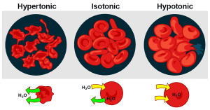 AP Biology slyacademy.com