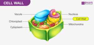 AP Biology slyacademy.com