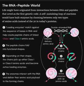 AP Biology slyacademy.com