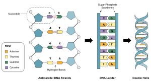 AP Biology slyacademy.com