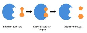 AP Biology slyacademy.com