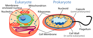 AP Biology slyacademy.com