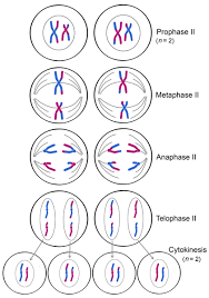 AP Biology slyacademy.com