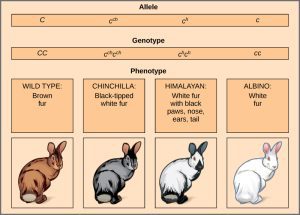 AP Biology slyacademy.com