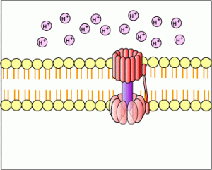 AP Biology slyacademy.com