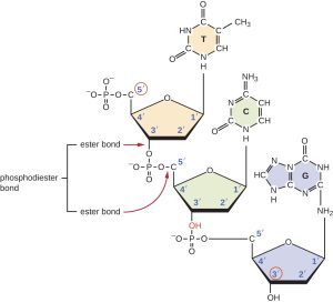 AP Biology slyacademy.com