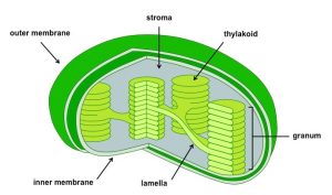 AP Biology slyacademy.com