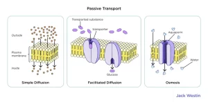 AP Biology slyacademy.com