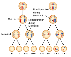 AP Biology slyacademy.com