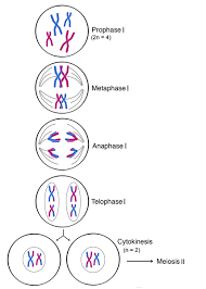 AP Biology slyacademy.com