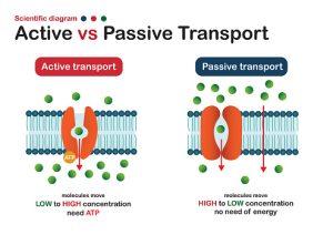 AP Biology slyacademy.com