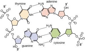 AP Biology slyacademy.com