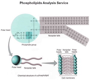 AP Biology slyacademy.com