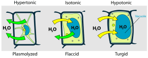 AP Biology slyacademy.com