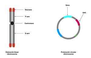 AP Biology slyacademy.com