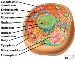 AP Biology slyacademy.com