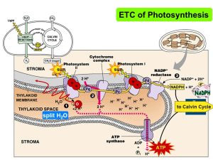 AP Biology slyacademy.com