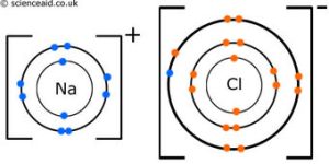 AP Biology slyacademy.com