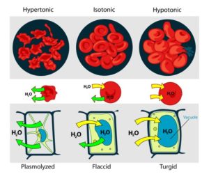 AP Biology slyacademy.com