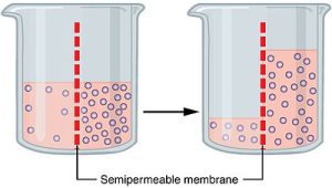 AP Biology slyacademy.com