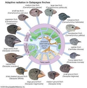 AP Biology slyacademy.com