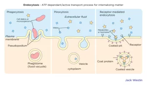 AP Biology slyacademy.com