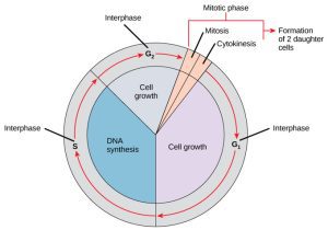 AP Biology slyacademy.com