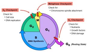 AP Biology slyacademy.com