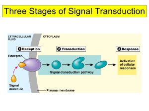 AP Biology slyacademy.com