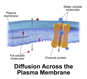 AP Biology slyacademy.com