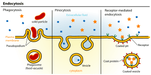 AP Biology slyacademy.com