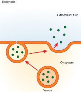 AP Biology slyacademy.com