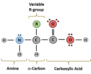 AP Biology slyacademy.com