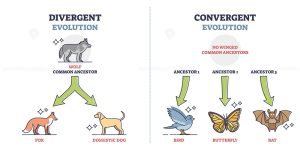 AP Biology slyacademy.com