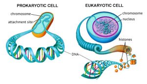 AP Biology slyacademy.com