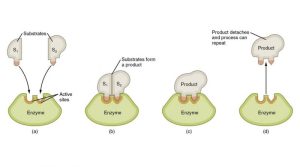 AP Biology slyacademy.com