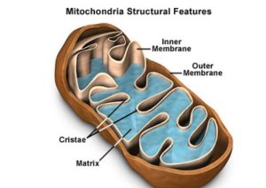 AP Biology slyacademy.com